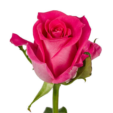 Delicada como una rosa