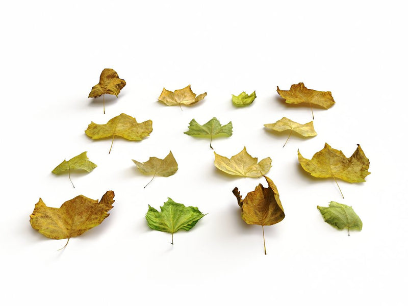 Huele a otoño