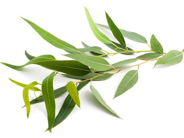 Botiquín aromático