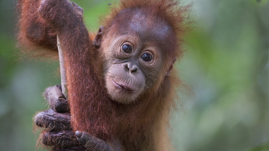 No al Palm Oil