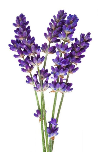 Lavandula