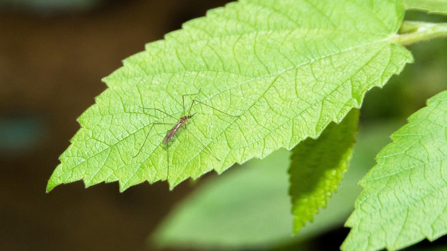 Mosquitos... de lejitos