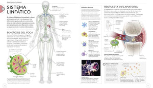 Anatomía del Yoga