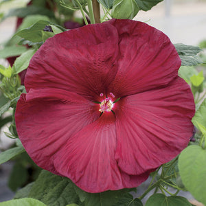 Hibiscus