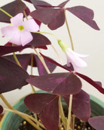 Oxalis triangularis