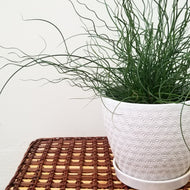 Juncus effusus