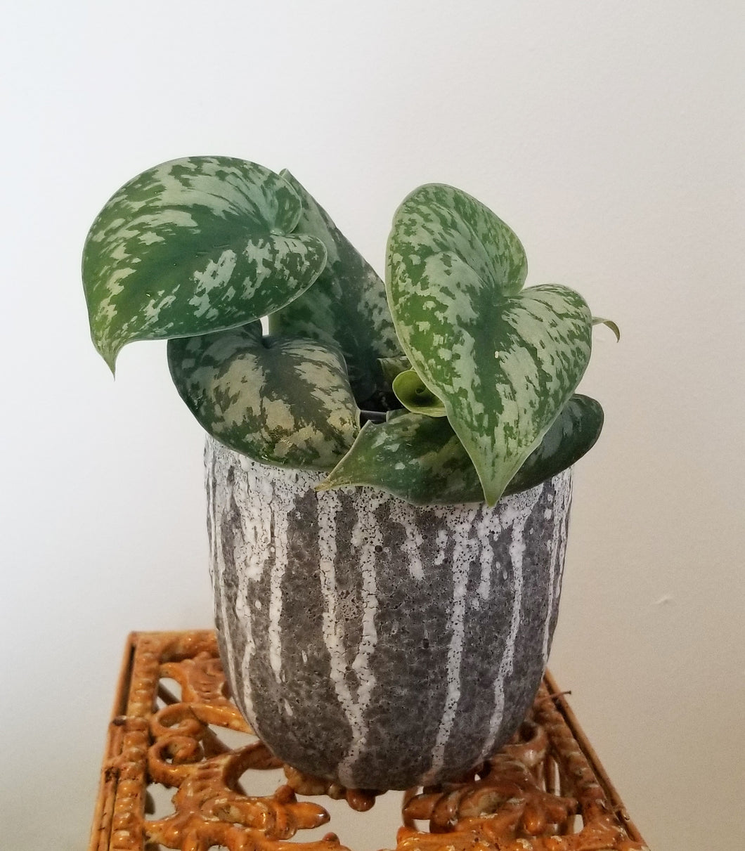 Silver Satin Pothos