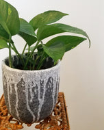 Jade Pothos