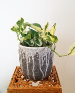 Pearls and Jade Pothos