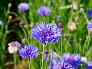 Cornflower Tincture