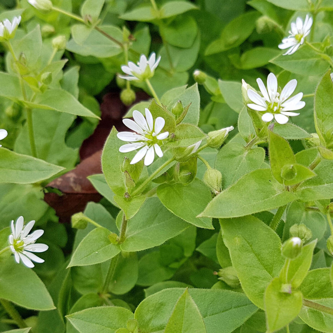 Chickweed Tincture