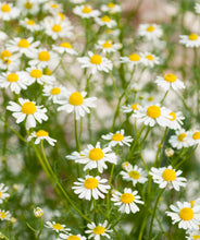 Load image into Gallery viewer, Chamomile