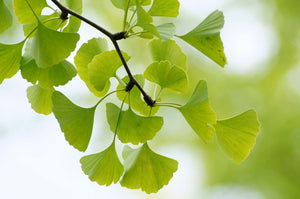 Gingko Tincture