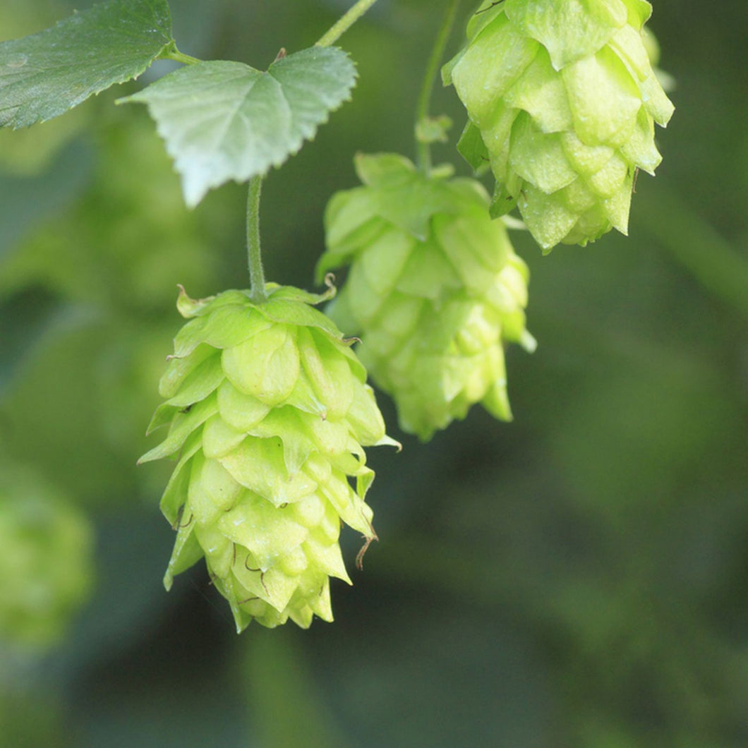 Hops Tincture